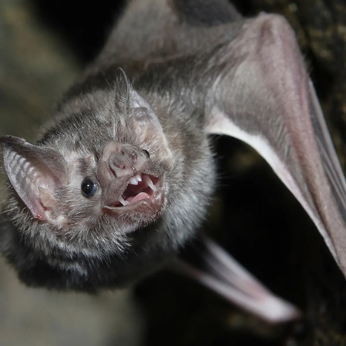 Close-up of a bat roosting