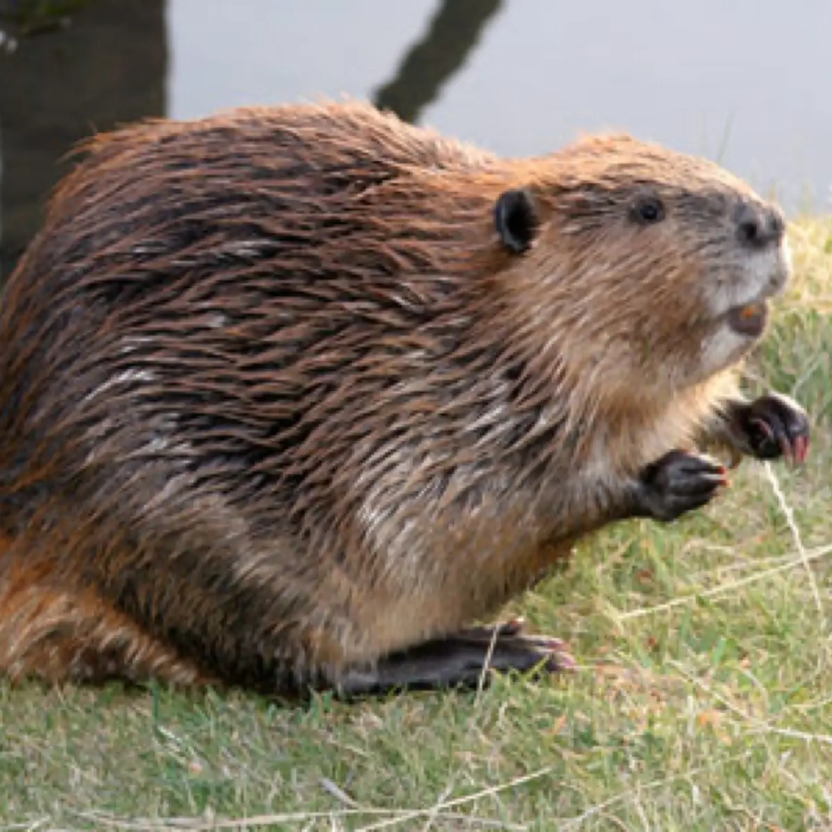 Beaver activity managed near a culvert