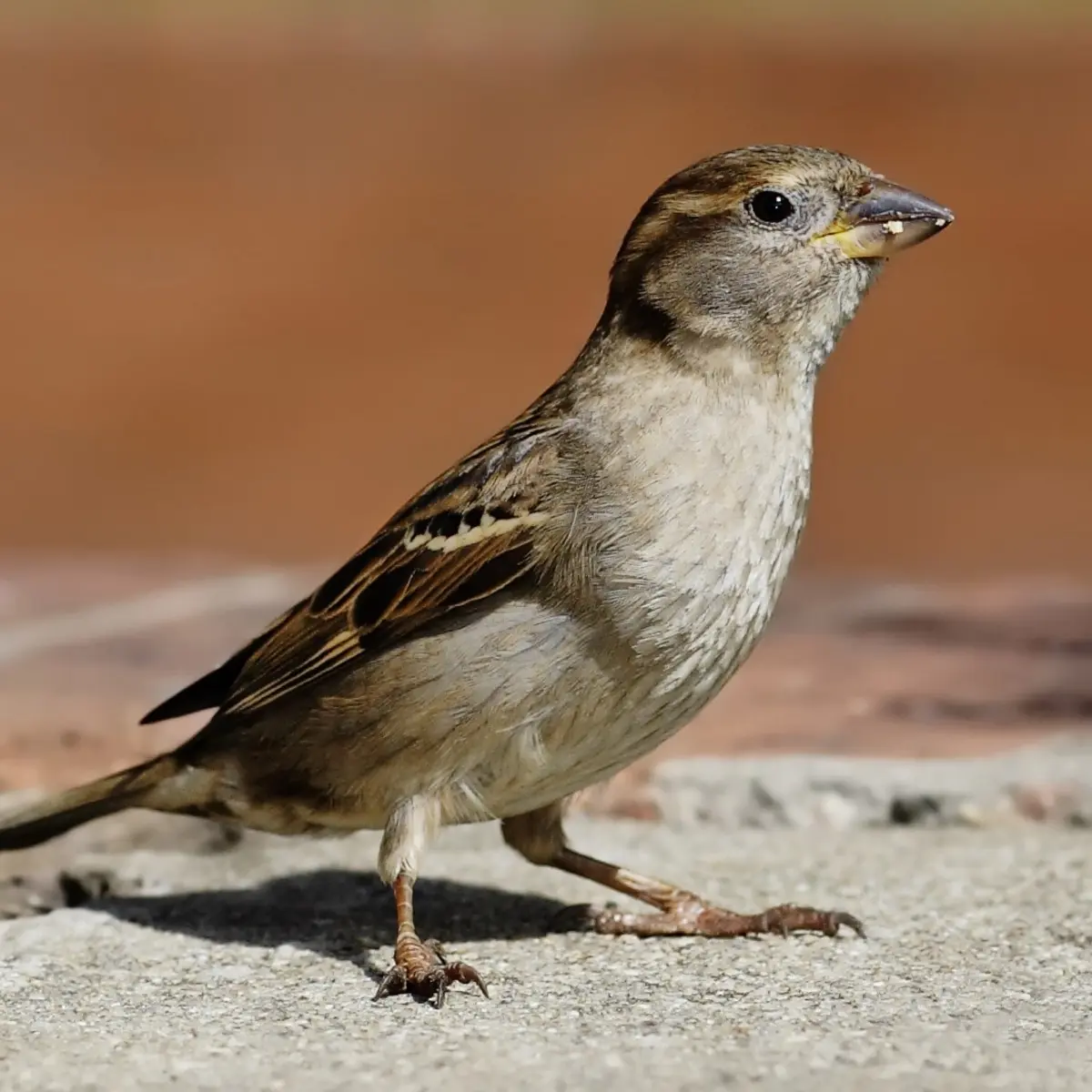 House sparrow standing on a ledge