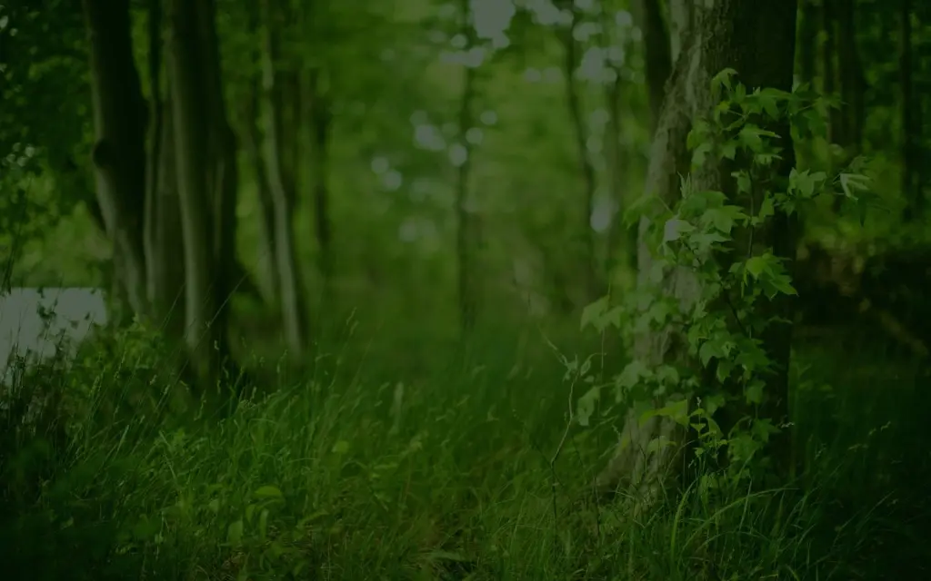 Maine woodland at the edge of a residential property