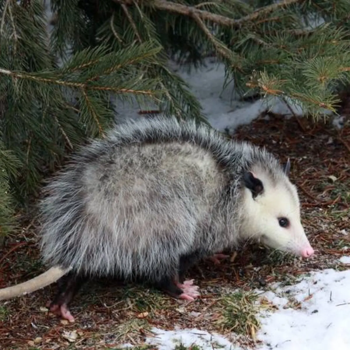Opossum removed from a crawlspace
