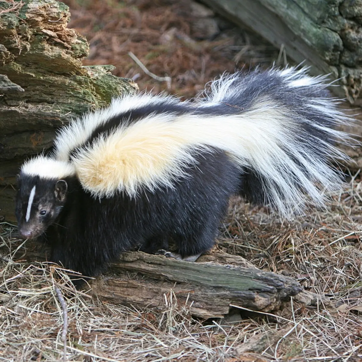 Striped skunk foraging in the woods